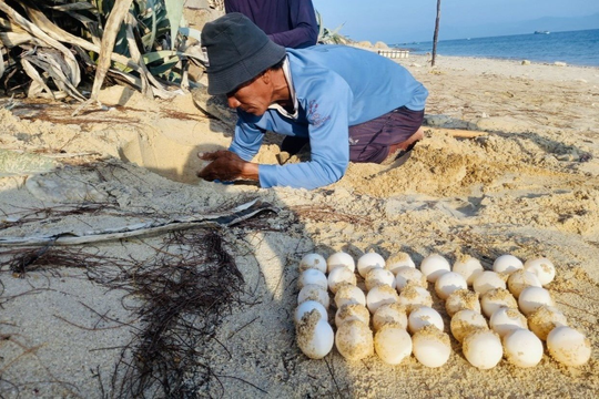 Sau 2 năm, rùa biển đã quay trở lại đẻ trứng ở Hòn Cau