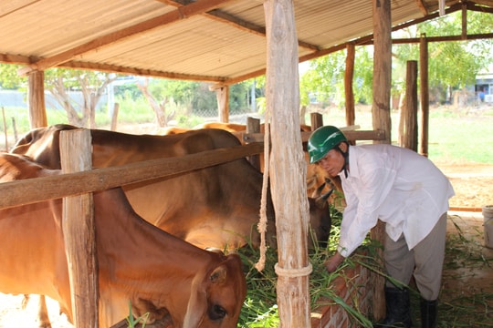 Bắc Bình: Bước tiến phát triển sản xuất vùng đồng bào dân tộc thiểu số