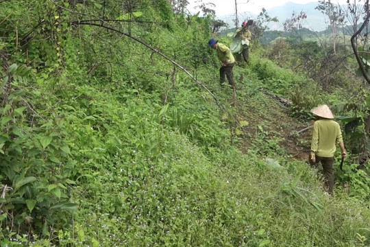 Nhổ bỏ cây trồng trái phép trên đất lâm nghiệp