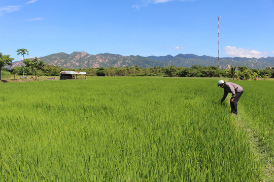 Nông dân tập trung chăm sóc, kỳ vọng vụ lúa hè thu