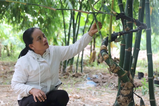 Khởi nghiệp từ trồng tre tứ quý lấy măng