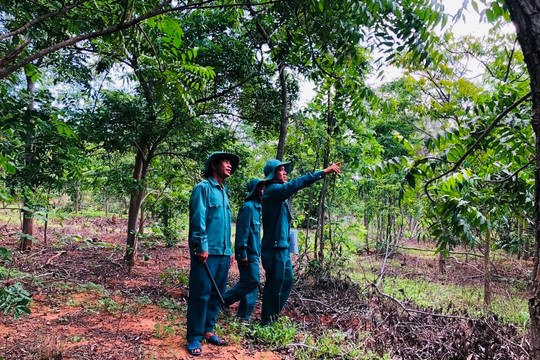 Tăng cường quản lý rừng, đất rừng