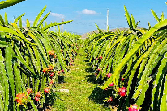 Tin vui cho người trồng thanh long