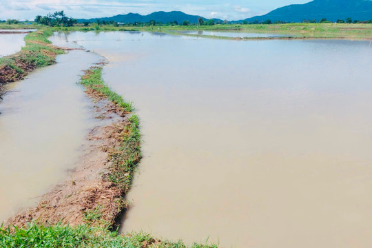 Hàm Thuận Bắc: Mưa lũ khiến 1 người bị cuốn trôi tử vong, thiệt hại ban đầu 5 tỷ đồng