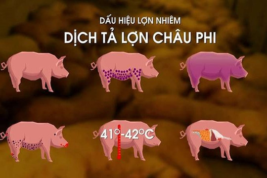 Xử lý dứt điểm các ổ dịch tả heo châu Phi