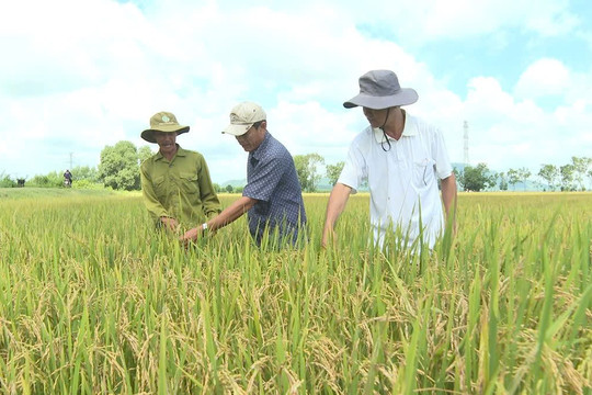 Hợp tác xã miền núi Tánh Linh thành công với lối đi riêng