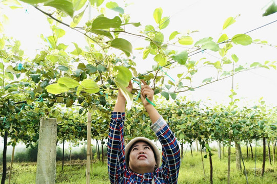 Phong Phú: Hiệu quả từ xây dựng, phát triển các chi hội, tổ hợp tác cây táo