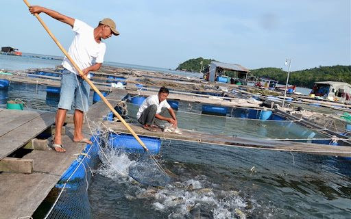 Tổ chức sản xuất thủy sản khai thác theo chuỗi giá trị