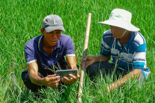 Tập huấn quy trình canh tác lúa bền vững