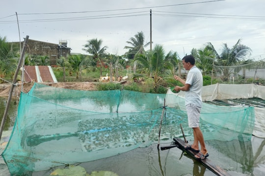 Khởi nghiệp từ nuôi ếch 