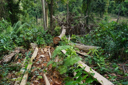 Tánh Linh: Gia tăng tình trạng tàng trữ, vận chuyển lâm sản trái phép