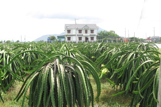 Hợp tác xã thanh long Thuận Tiến: Xây dựng thương hiệu và đầu ra bền vững cho trái thanh long