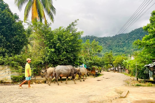 Chuyện hỗ trợ nhà ở, chuyển đổi nghề hộ nghèo đồng bào dân tộc thiểu số Tánh Linh