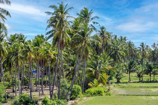 Dừa ngọt trên vùng cát khô