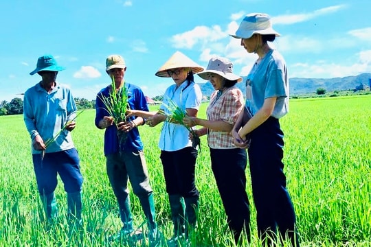 “Nhà khoa học của nhà nông” đam mê nghiên cứu giống lúa