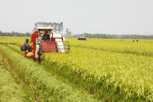 Binh Thuan Rice: Towards the Gia An Rice Brand