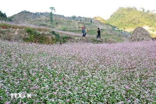 Nhiều hoạt động hấp dẫn trong lễ hội hoa tam giác mạch Hà Giang năm 2024