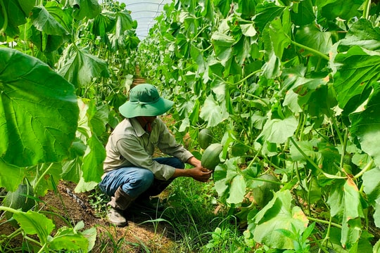 Hiệu quả mô hình dưa lưới công nghệ cao ở Đông Giang