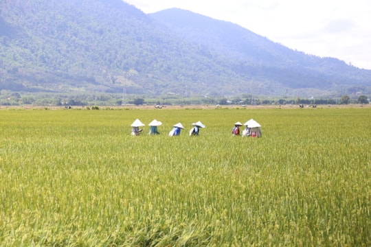 Tánh Linh: Hợp tác xã đi đầu trong đổi mới sản xuất