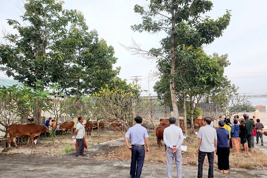 Hàm Tân: Trao bò sinh sản cho hộ nghèo và cận nghèo xã Tân Hà