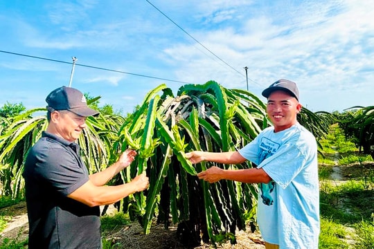 Hợp tác xã thanh long Hiệp Tiến: 
     Vững tâm đầu tư cho cây thanh long 
