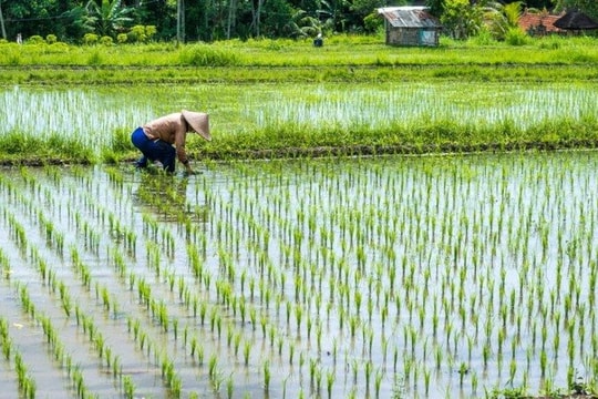 Hỗ trợ kinh phí cho đất chuyên trồng lúa