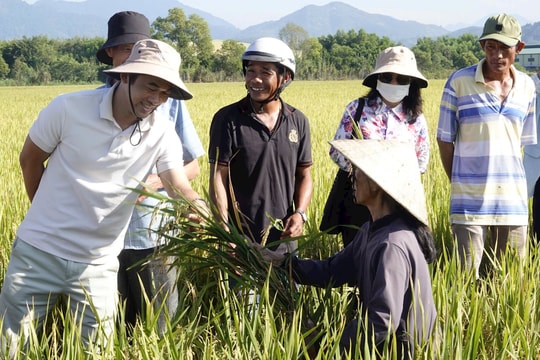 Sản xuất lúa “Cánh đồng không dấu chân”