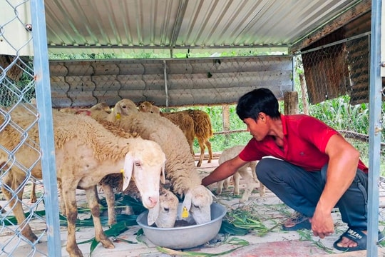 Hàm Thuận Nam: Đồng bào vùng cao tham gia mô hình về cải thiện sinh kế