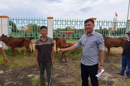 Khát vọng thoát nghèo từ dự án “hỗ trợ bò sinh sản”