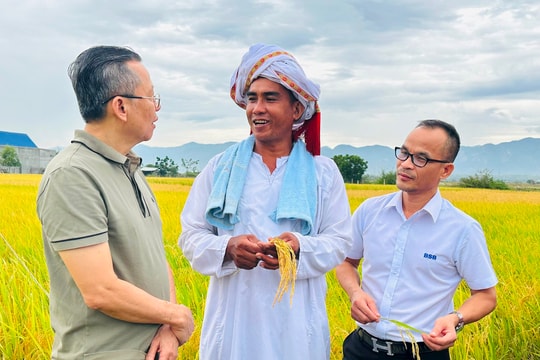 Khi đồng bào Chăm canh tác lúa “thông minh”