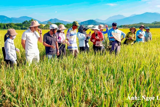 Đức Linh: Hoàn thành đạt và vượt tất cả các chỉ tiêu kinh tế - xã hội