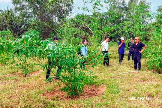 Trồng măng tre phủ xanh đất cát ở Thiện Nghiệp