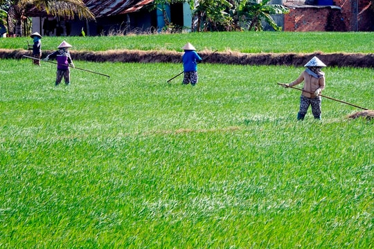 Có một mùa bất ngờ ở Bắc Bình, Tuy Phong