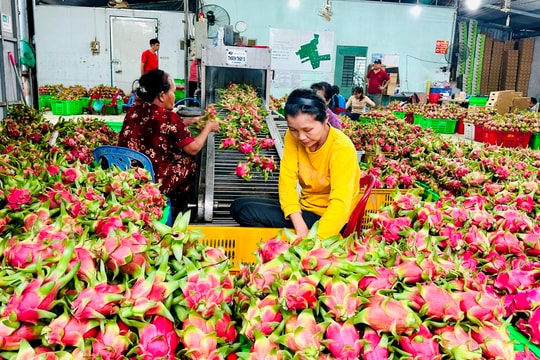 Xuất khẩu nông sản đáp ứng yêu cầu, quy định của thị trường Trung Quốc