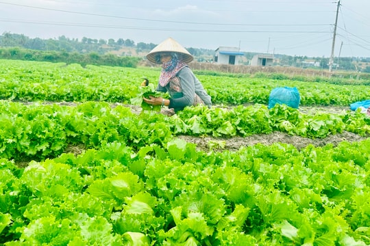 Ở vùng rau VietGAP Phú Long