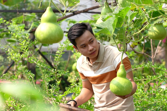 Hình ảnh trái bầu trong ẩn ngữ ca dao Việt Nam