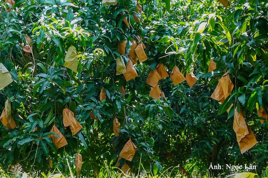 Xoài cát Mũi Né còn đó những khó khăn