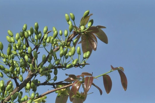 Mai rừng ngày tết