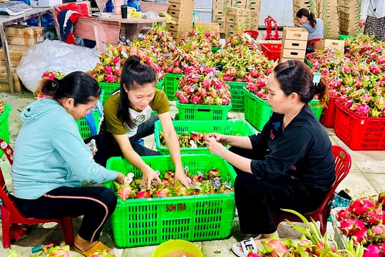 Thị trường xuất khẩu thanh long vẫn khả quan