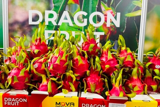 Binh Thuan’s dragon fruit on display at an exhibition in Germany