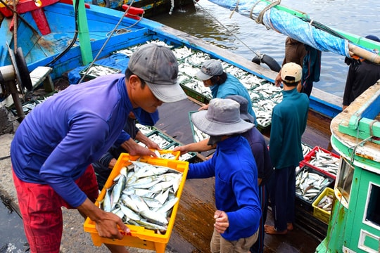 Tăng cường kiểm soát tàu cá ra vào cảng và truy xuất nguồn gốc thủy sản khai thác