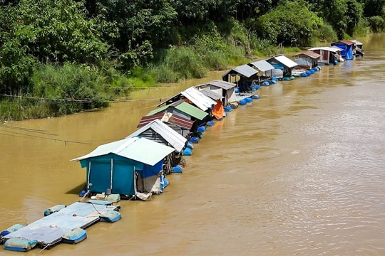 Tánh Linh: Hàng năm, ít nhất 200.000 con giống thủy sản các loại được thả tái tạo