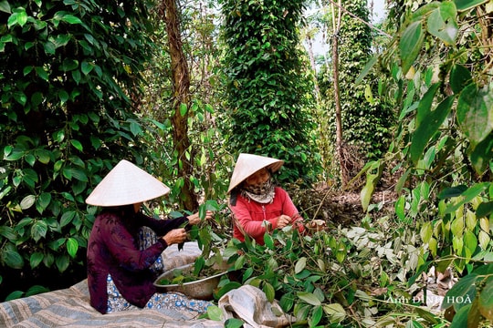 Tia sáng từ hồ tiêu