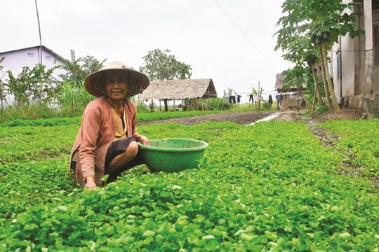 Chướng về