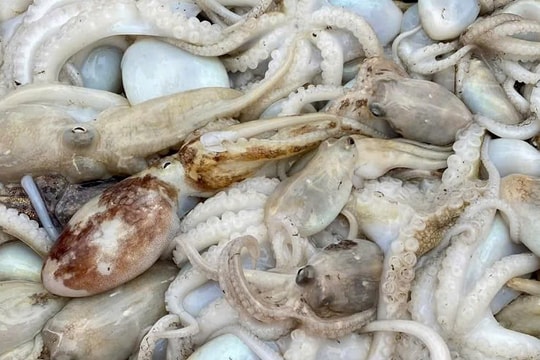 Mùa bạch tuộc, cẩn trọng bạch tuộc đốm xanh