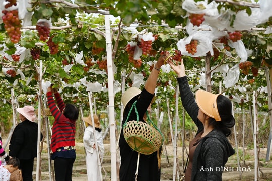 Sản phẩm du lịch nông nghiệp Tuy Phong thu hút du khách