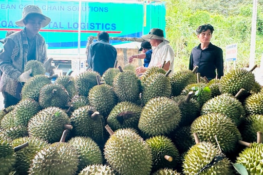 Sầu riêng và câu chuyện chữ tín cho nông sản