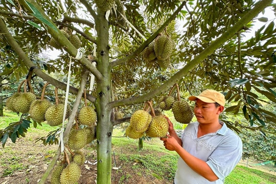 Mở rộng thị trường để đảm bảo đầu ra ổn định cho nông sản