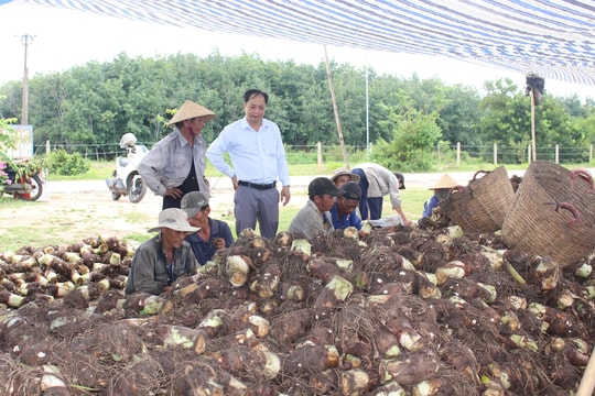 Nông thôn mới Đức Linh