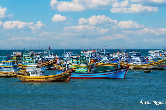 Tại sao thuyền trưởng né cảng cá chỉ định?